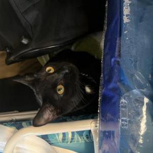 Lost Cat Tina