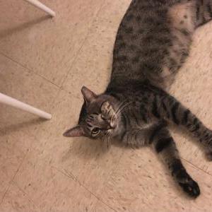 Lost Cat Taro
