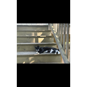 Lost Cat Mittens