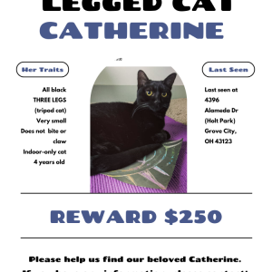 Lost Cat Catherine