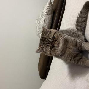Lost Cat Beans