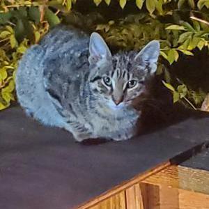 Lost Cat Solomon