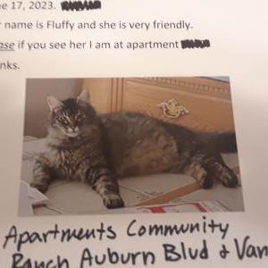 Lost Cat Fluffy