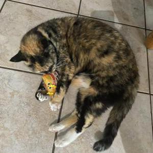 Lost Cat Fatsfats