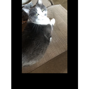 Lost Cat Sissy