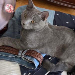 Lost Cat Smokey