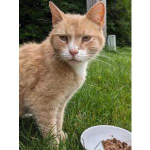 Found Cat Unknown