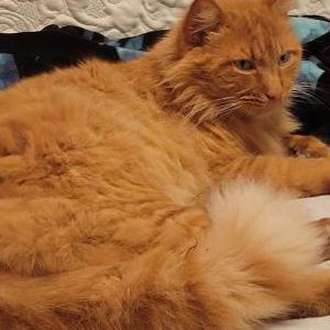 Lost Cat Chester