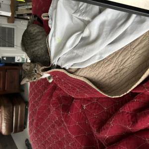 Lost Cat Peanut