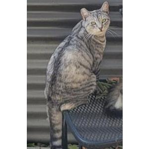 Lost Cat Long Man Jenkins