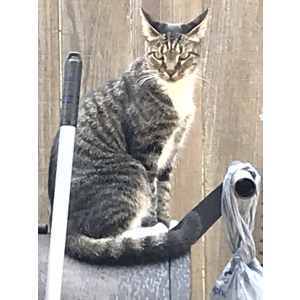 Lost Cat Frisky