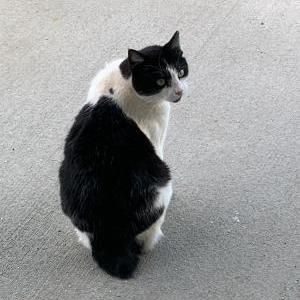 Lost Cat Moo-Moo