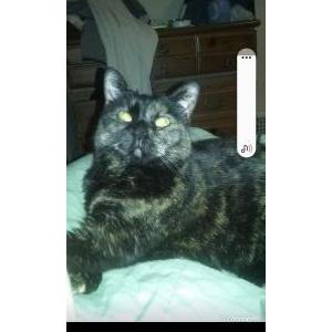 Lost Cat Nyla