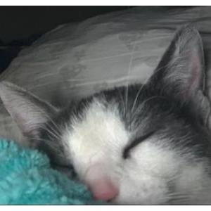 Image of Suzy Q, Lost Cat