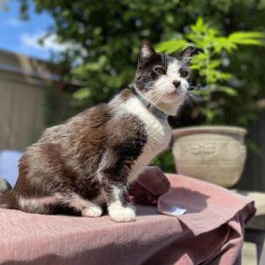 Lost Cat Bootsie