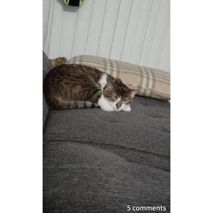 Image of Selina/miss kitty, Lost Cat