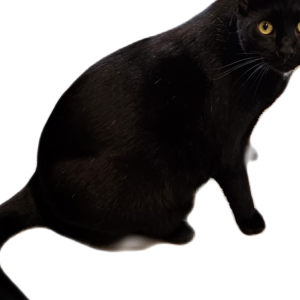 Lost Cat Shiggeo