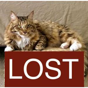 Lost Cat Apple