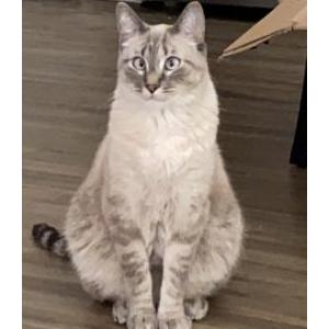 Lost Cat Felix