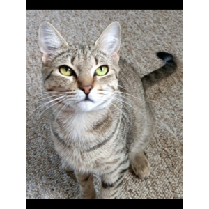Lost Cat Minnie