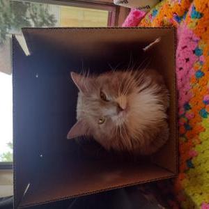 Lost Cat TODD