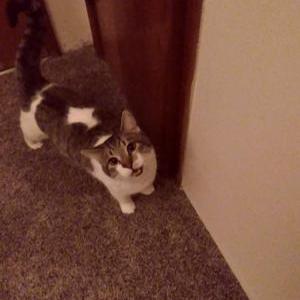 Lost Cat Orville/Orvie