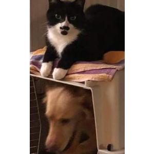 Lost Cat Cody