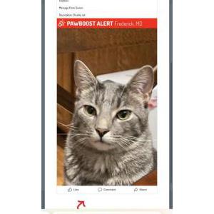 Lost Cat Leo