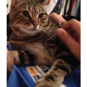 Lost Cat Alfie
