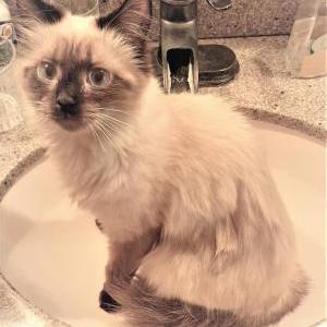 Image of Dusty Bunny, Lost Cat