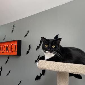 Lost Cat Oreo