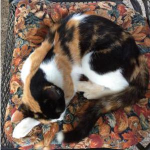 Lost Cat Marissa