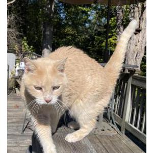Lost Cat Isis