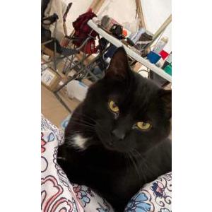 Image of Nugget, Lost Cat