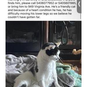 Lost Cat Jasper