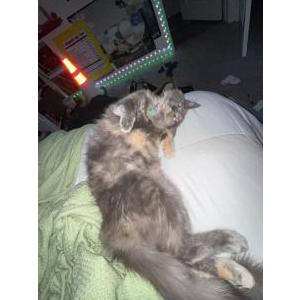 Image of Lemmywinks, Lost Cat