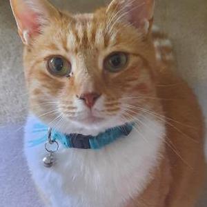 Lost Cat Wesley