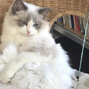 Lost Cat Vivienne