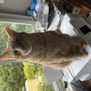 Lost Cat Timbale