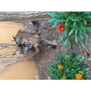 Lost Cat Sachiko