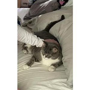 Lost Cat Harley