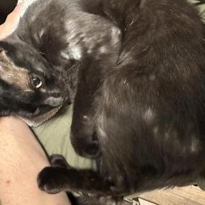 Image of Sebastian/Blazen, Lost Cat