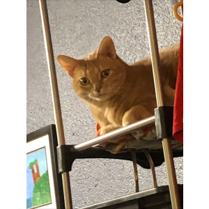 Image of Winston, Lost Cat
