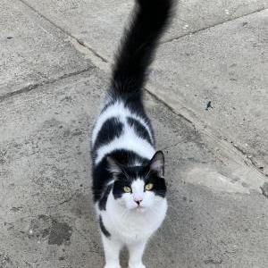 Lost Cat Pepper