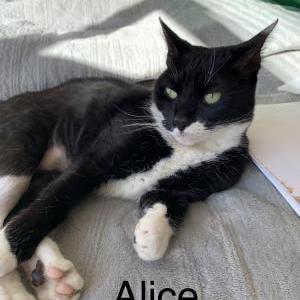 Lost Cat Alice