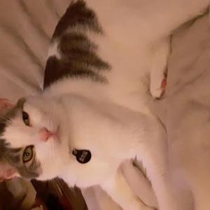 Lost Cat Henry