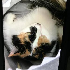 Lost Cat Callie