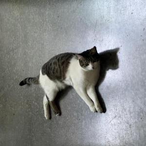 Lost Cat Cyprus