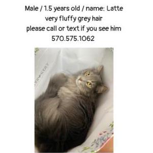 Image of Latte, Lost Cat