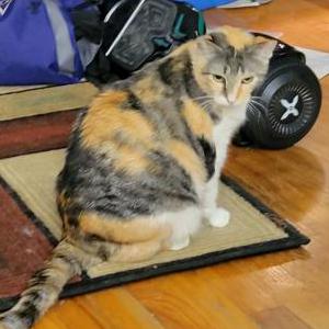 Lost Cat Mystique